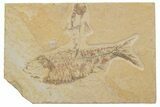 Two Fossil Fish (Knightia) Plate - Wyoming #217554-1
